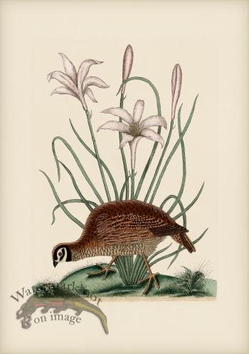 216 Partridge or Bob White